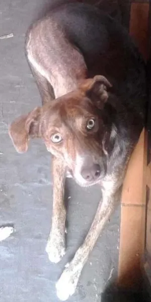 Cachorro raça Labrador com vira lata idade 1 ano nome mel