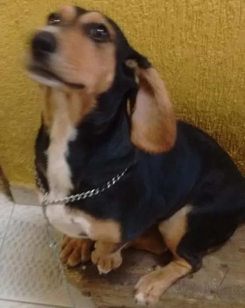 Cachorro ra a Mistura SDR com basse round idade 1 ano nome Amora