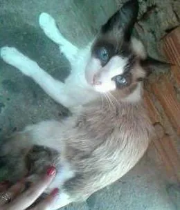 Gato ra a  idade 1 ano nome Três patas