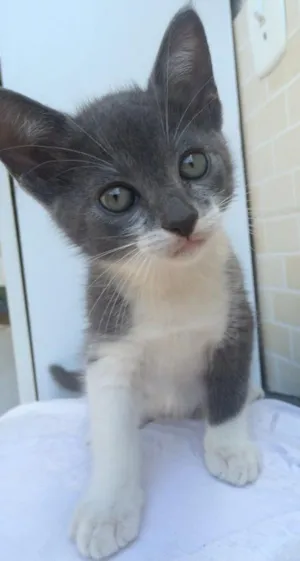 Gato raça  idade Abaixo de 2 meses nome Lolli