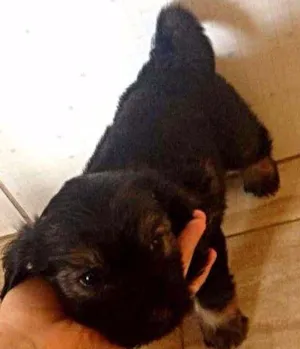 Cachorro raça indefinida idade Abaixo de 2 meses nome vários