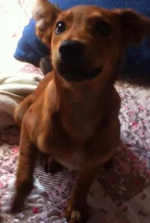 Cachorro raça R.N.D idade 2 a 6 meses nome Lindo cãozinho prec