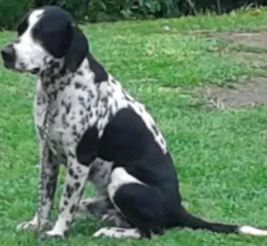 Cachorro raça dalmata com cocker idade 2 anos nome Max