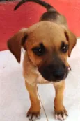 Menininha