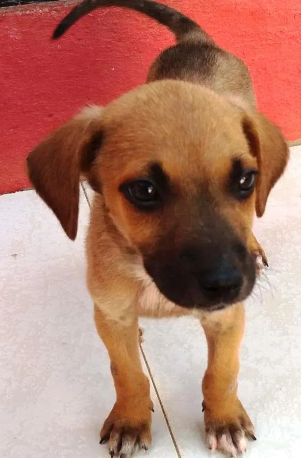 Cachorro raça SRD idade 2 a 6 meses nome Menininha