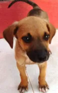Menininha