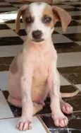 Meiguinho