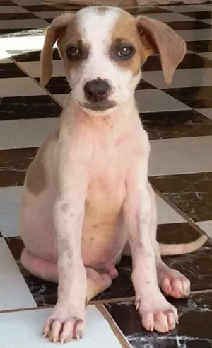 Cachorro raça Fox Paulistinha - Mistura idade 2 a 6 meses nome Meiguinho