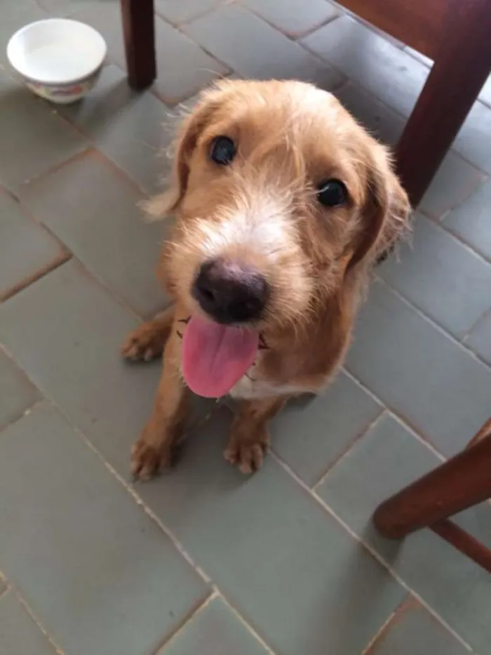 Cachorro ra a Indefinido idade 2 a 6 meses nome Sem nome