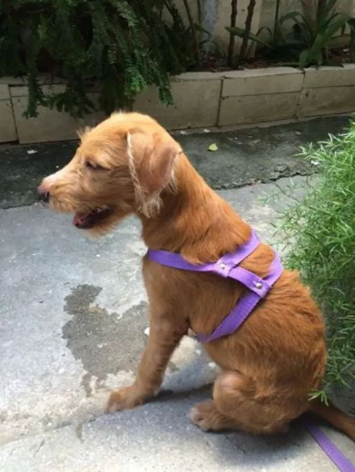 Cachorro ra a Indefinido idade 2 a 6 meses nome Sem nome