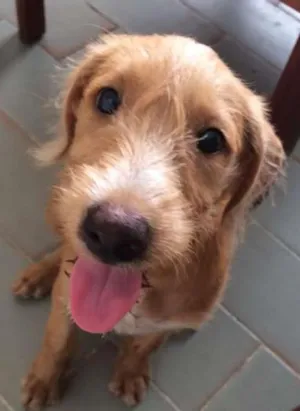 Cachorro raça Indefinido idade 2 a 6 meses nome Sem nome