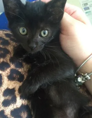 Gato raça Srd idade Abaixo de 2 meses nome Sem nomes 