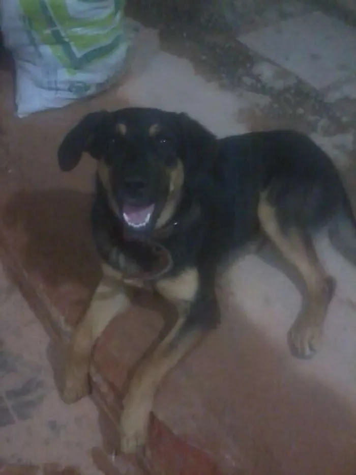 Cachorro ra a MESTIÇO PASTOR COM GOLDEN idade 7 a 11 meses nome KIRA