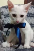 pinta