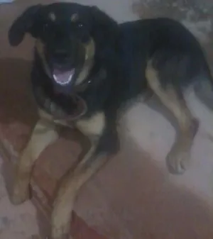 Cachorro raça MESTIÇO PASTOR COM GOLDEN idade 7 a 11 meses nome KIRA