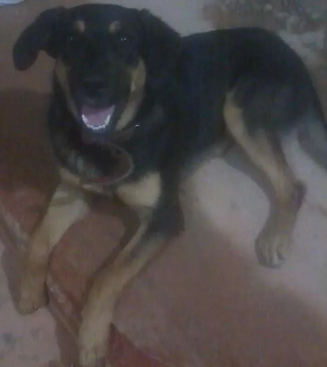 Cachorro ra a MESTIÇO PASTOR COM GOLDEN idade 7 a 11 meses nome KIRA