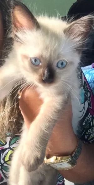 Gato raça  idade Abaixo de 2 meses nome Rebeca