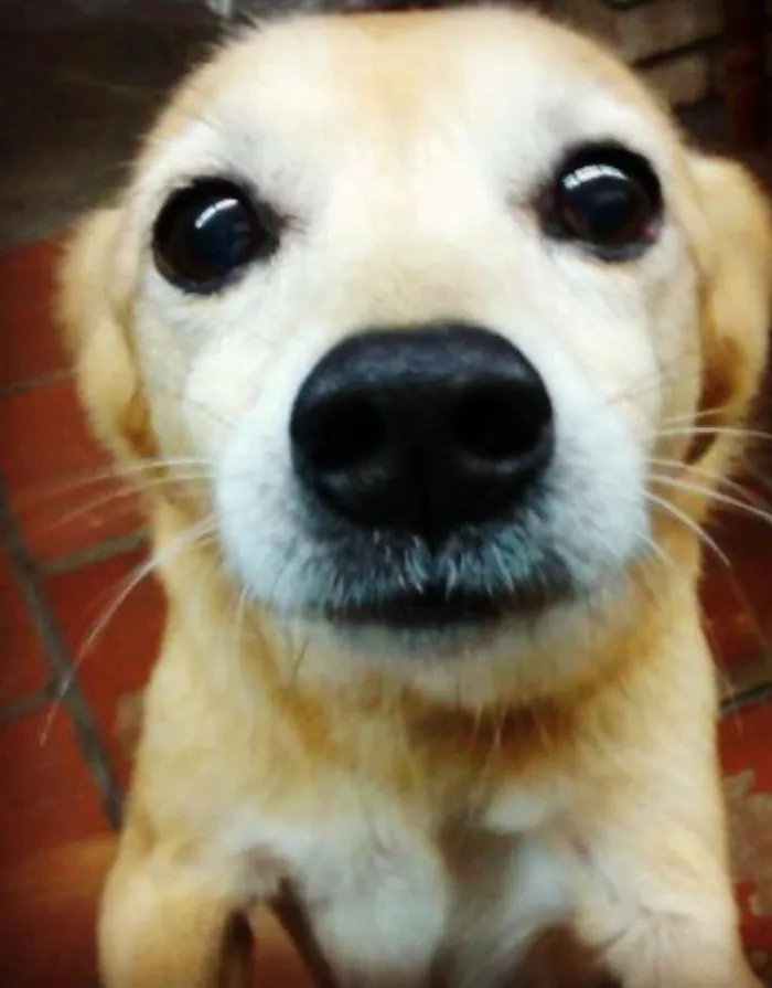 Cachorro raça Viralata idade 6 ou mais anos nome Kidy