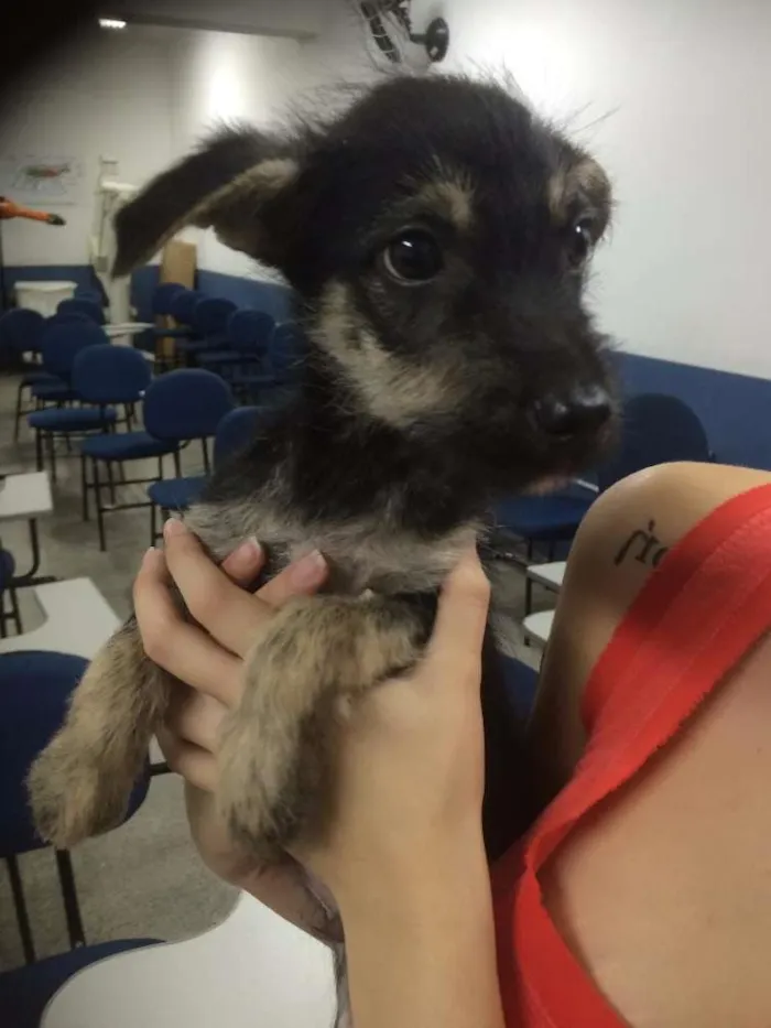 Cachorro ra a SRD idade 2 a 6 meses nome Speto