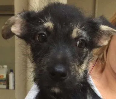 Cachorro ra a SRD idade 2 a 6 meses nome Speto