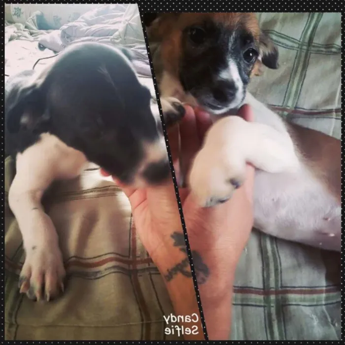 Cachorro ra a Não  definida idade Abaixo de 2 meses nome Sem nome