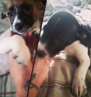 Cachorro raça Não  definida idade Abaixo de 2 meses nome Sem nome