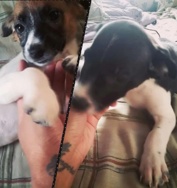 Cachorro ra a Não  definida idade Abaixo de 2 meses nome Sem nome