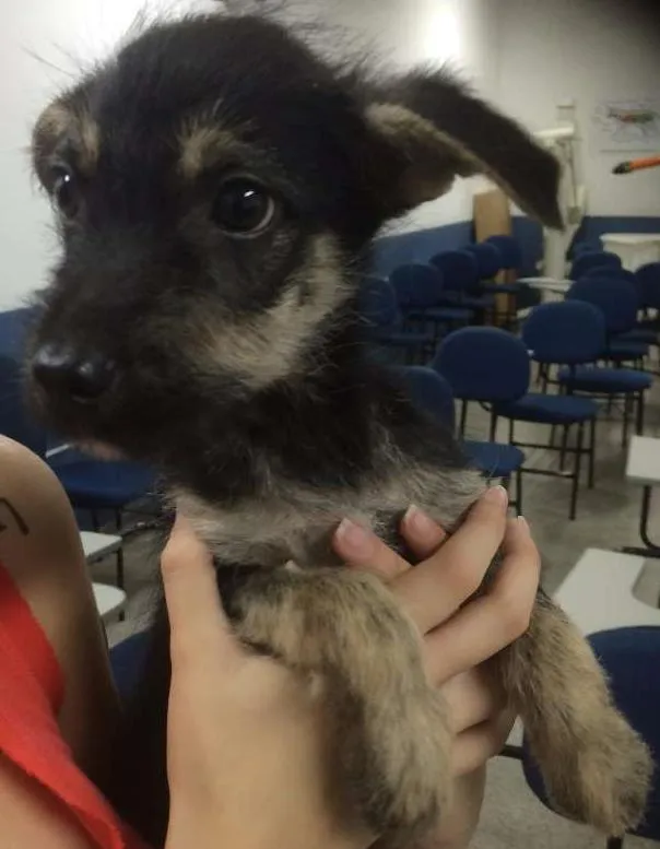 Cachorro ra a SRD idade 2 a 6 meses nome Speto