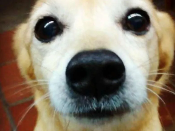 Cachorro raça Viralata idade 6 ou mais anos nome Kidy