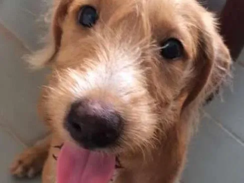 Cachorro ra a Indefinido idade 2 a 6 meses nome Sem nome