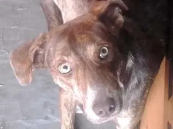 Cachorro ra a Labrador com vira lata idade 1 ano nome mel