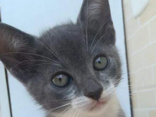 Gato raça  idade Abaixo de 2 meses nome Lolli