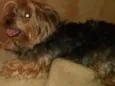 Lupi