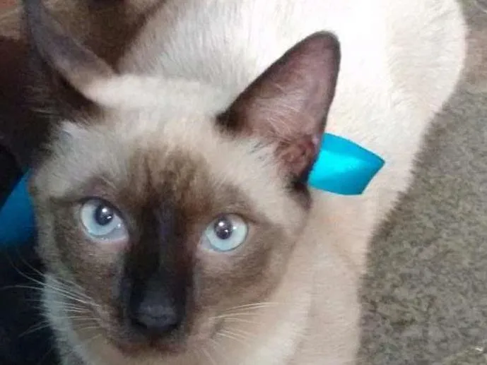 Gato ra a  idade 7 a 11 meses nome Branquinho