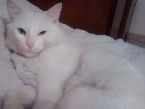 Gato ra a Angorá idade 3 anos nome AISHA