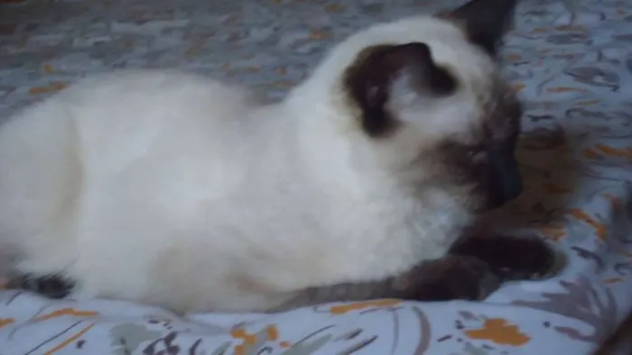 Gato ra a SRD idade 4 anos nome Natali