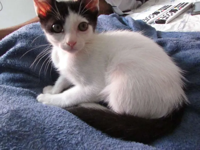 Gato ra a SRD idade 2 a 6 meses nome Pixa e Jairo