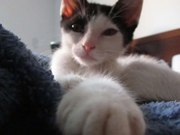 Gato ra a SRD idade 2 a 6 meses nome Pixa e Jairo