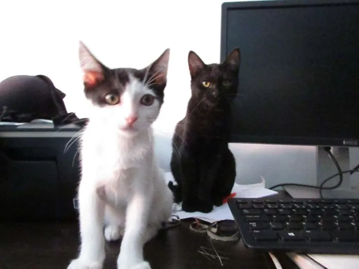 Gato ra a SRD idade 2 a 6 meses nome Pixa e Jairo