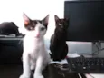Pixa e Jairo