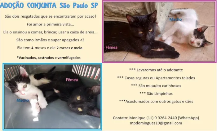 Gato ra a SRD idade 2 a 6 meses nome Pixa e Jairo