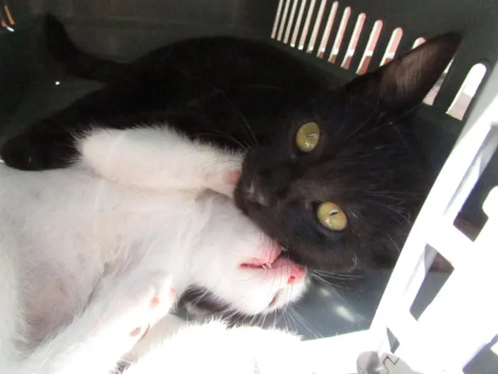 Gato ra a SRD idade 2 a 6 meses nome Pixa e Jairo