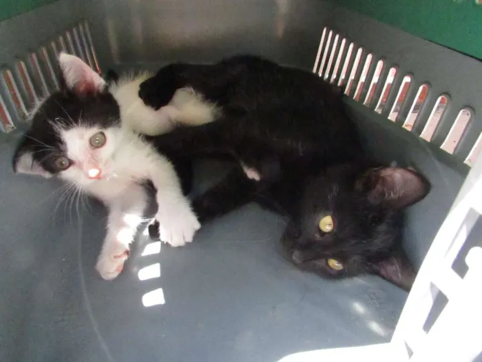 Gato ra a SRD idade 2 a 6 meses nome Pixa e Jairo