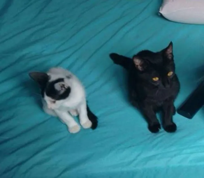 Gato ra a SRD idade 2 a 6 meses nome Pixa e Jairo