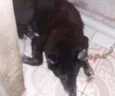 Kong