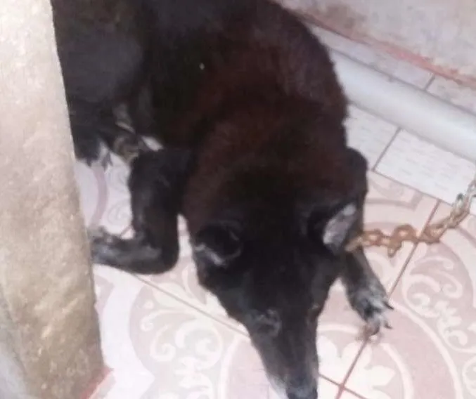 Cachorro ra a Vira-lata idade 6 ou mais anos nome Kong