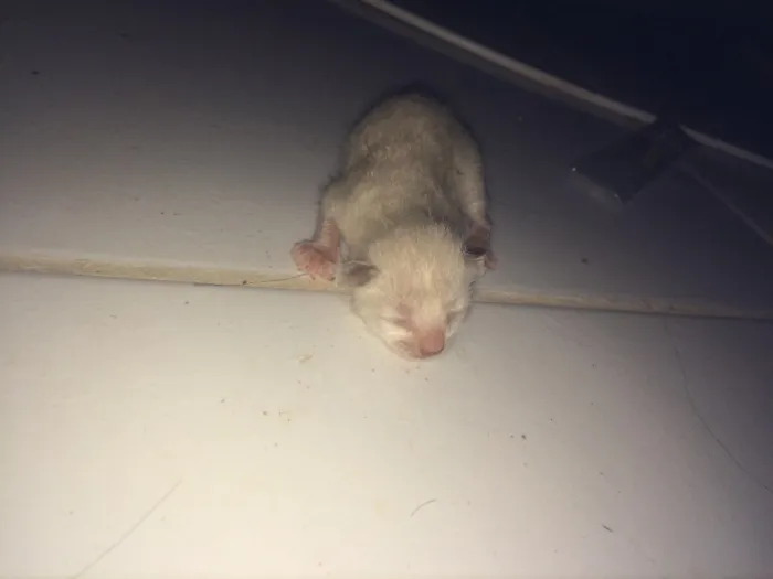 Gato raça  idade Abaixo de 2 meses nome sem nome