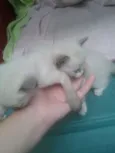 bebês 