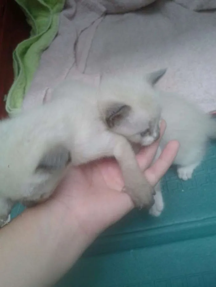 Gato ra a Srd idade Abaixo de 2 meses nome bebês 