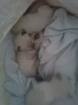 bebês 